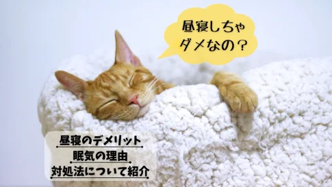 昼寝は絶対ダメ？昼寝のデメリット・眠気の理由・対処法について紹介