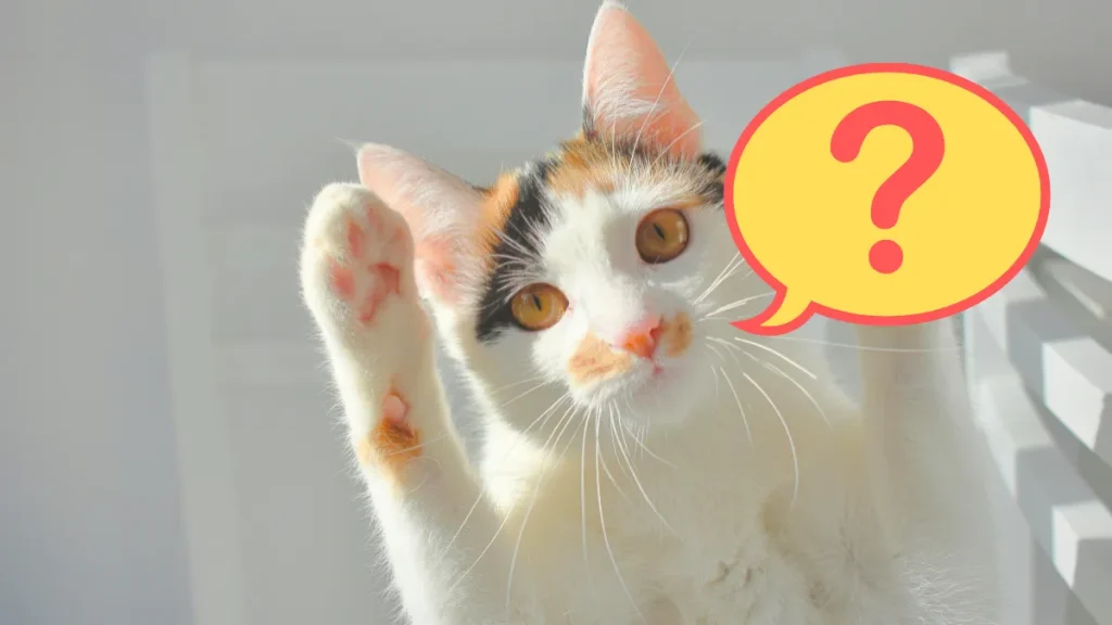 ASMRに関するよくある質問