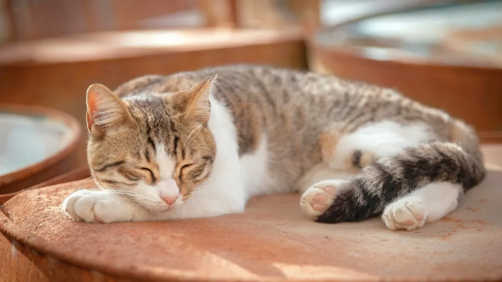 ASMRが向いている人の特徴