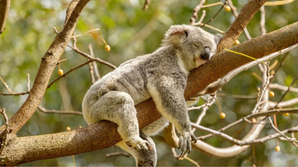 ASMRと睡眠の関係まとめ