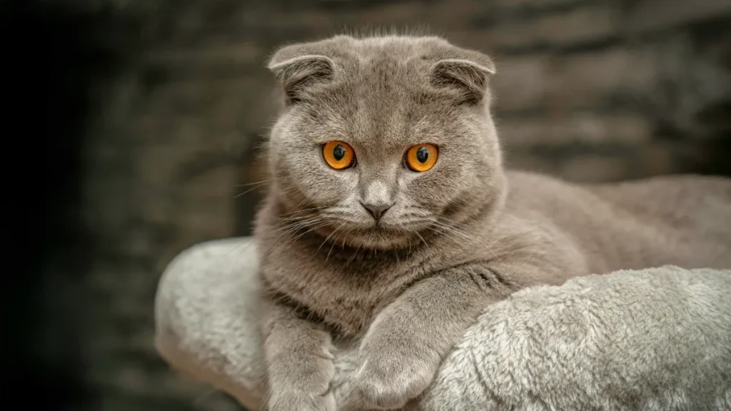 ASMRが逆に眠れない人の特徴