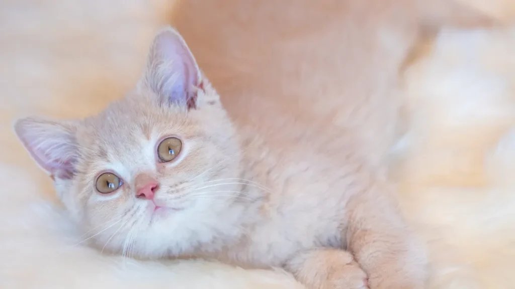 ASMRで眠れない時の対処法