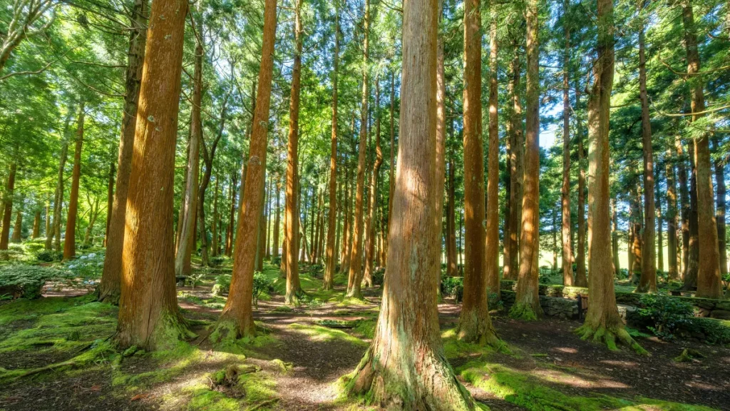 おすすめの寝れるASMRジャンル