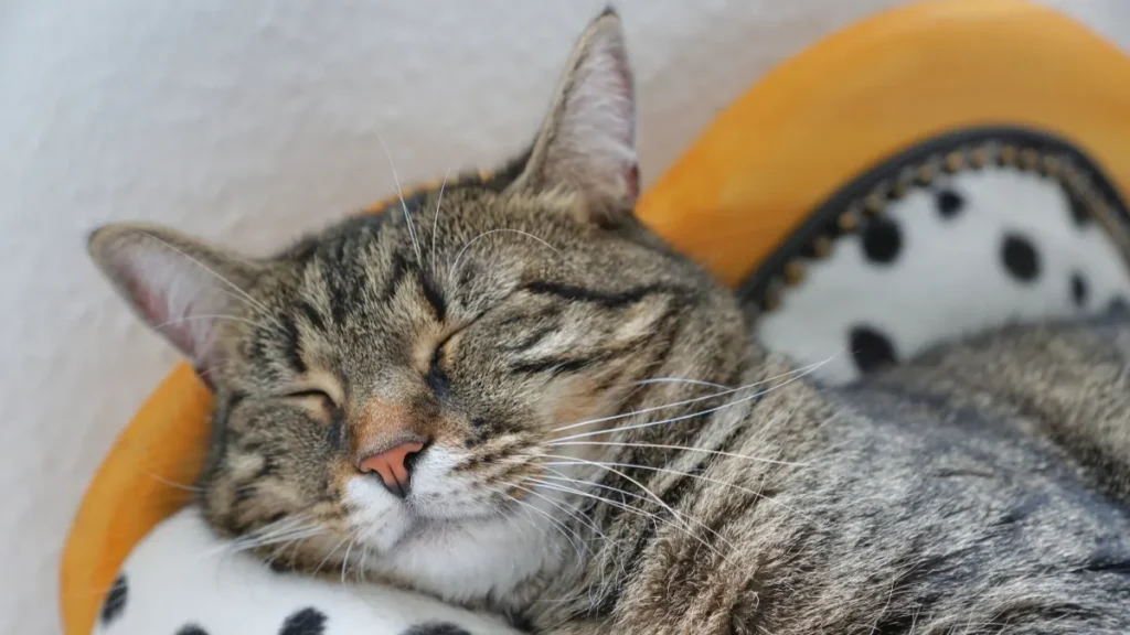 寝れるASMRの特徴まとめ